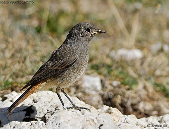 Animali 307